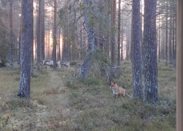 Yllaes Nilimaja