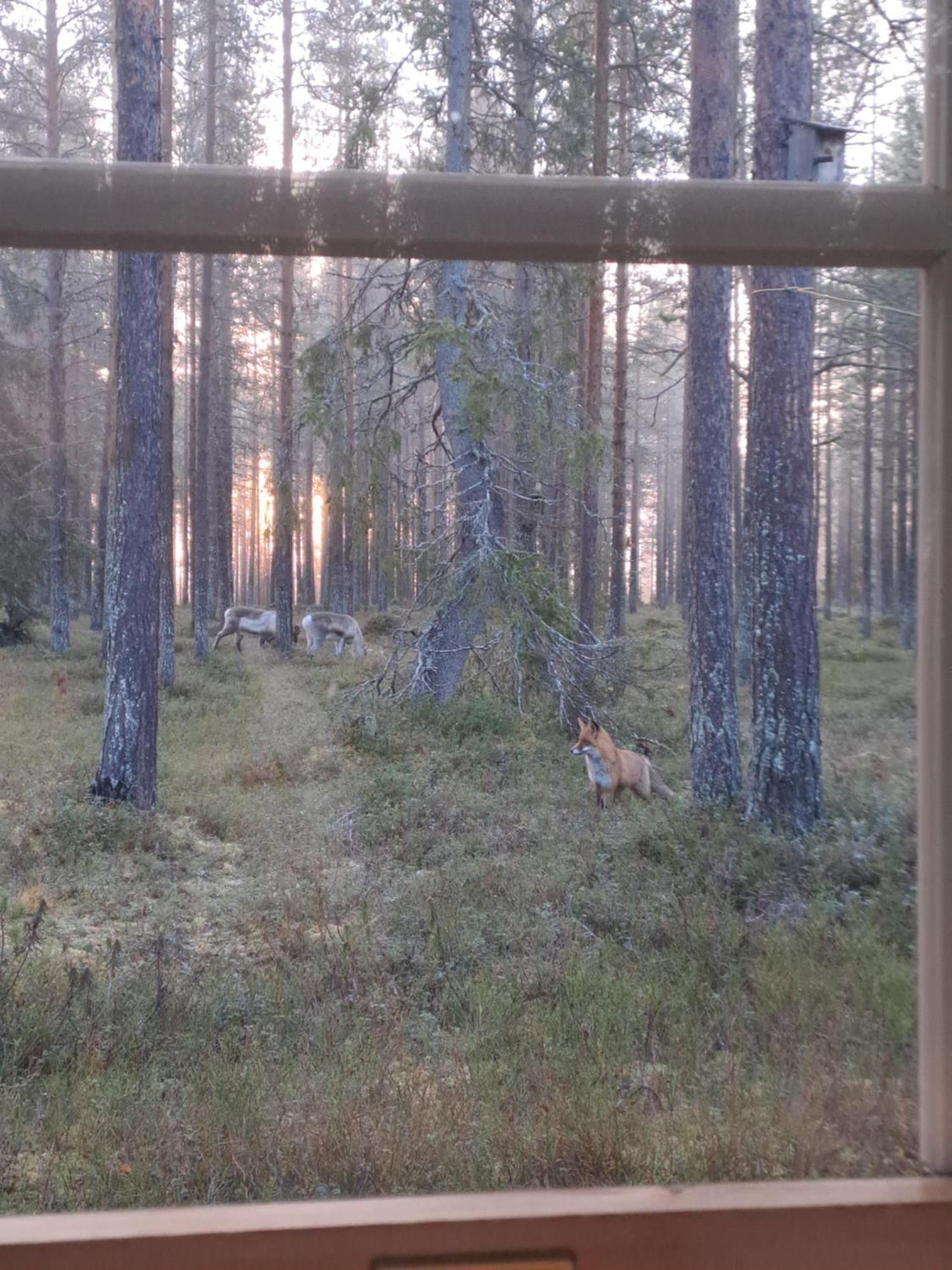 Yllaes Nilimaja